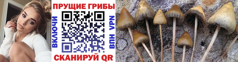 Псилоцибиновые грибы Psilocybe Белогорск